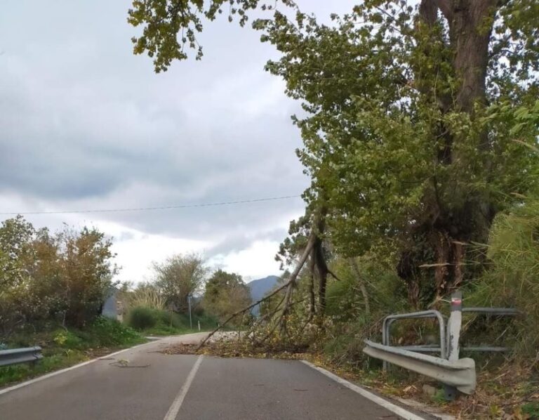 Maltempo: disagi a Polizzi Generosa sulla SS 643, alberi abbattuti sulla carreggiata