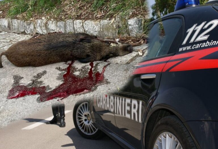 Momenti di paura a Sciara: cinghiale aggredisce carabinieri durante un posto di blocco