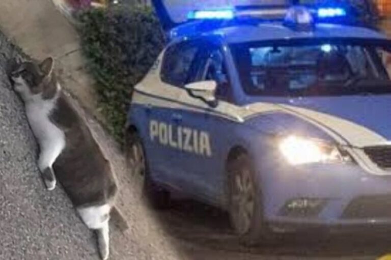 Orrore a Palermo: giovane uccide un gatto, lo cucina alla brace e lo mangia, era affamato