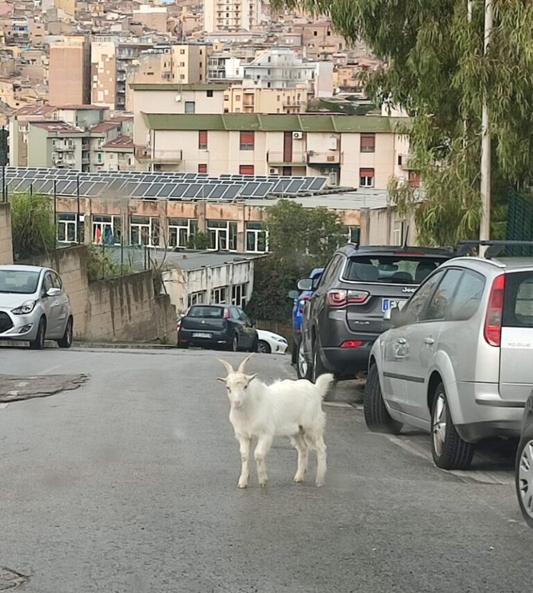 Termini Imerese, come nel sequel della favola di Heidi