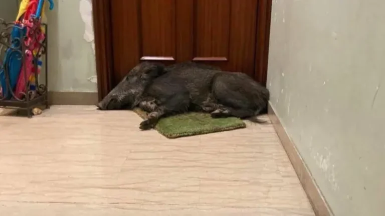 Esce da casa e trova una sorpresa: un cinghiale appisolato sul suo zerbino