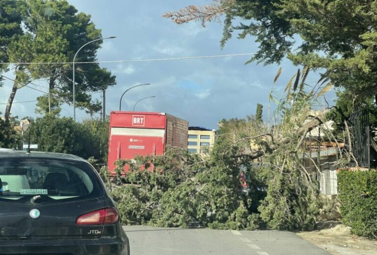 Forte vento a Trabia: sulla SS 113 si abbatte un albero nei pressi del lido Vetrana FOTO