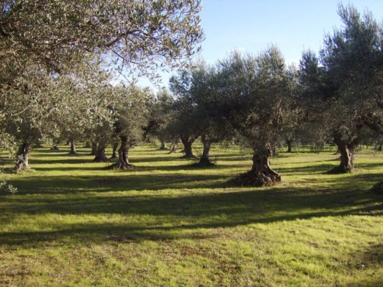 Furto di olive ad Altavilla Milicia: tre denunciati per furto aggravato