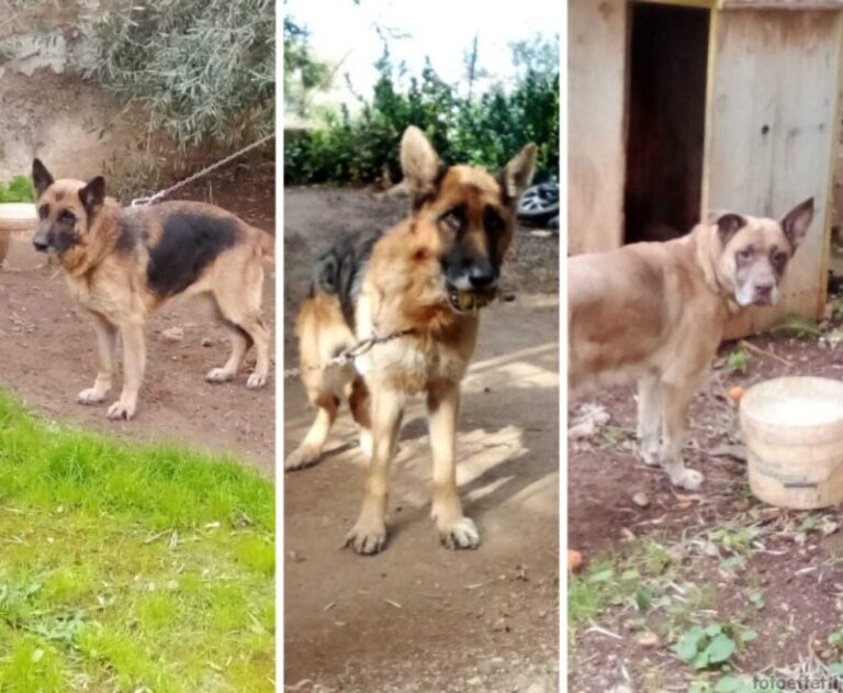 Termini Imerese: ha problemi di salute e non può più badare ai suoi cani, l’appello per adottarli FOTO