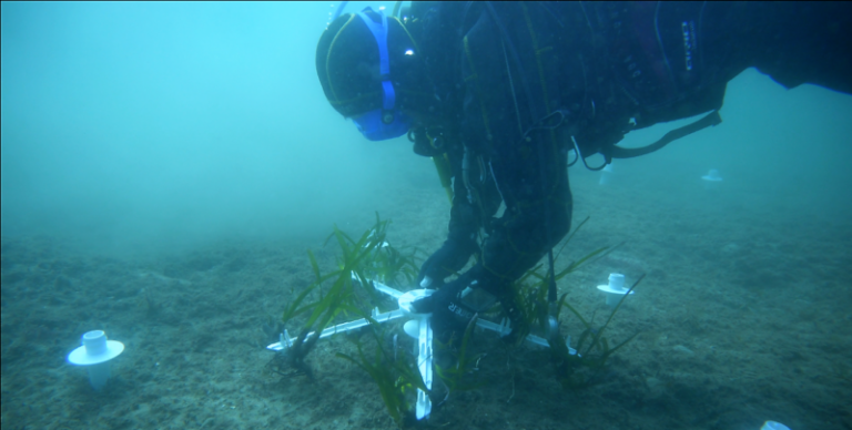 Posidonia Oceanica: acqua Geraci al fianco di Biosurvey per un progetto di riforestazione nel golfo di Palermo