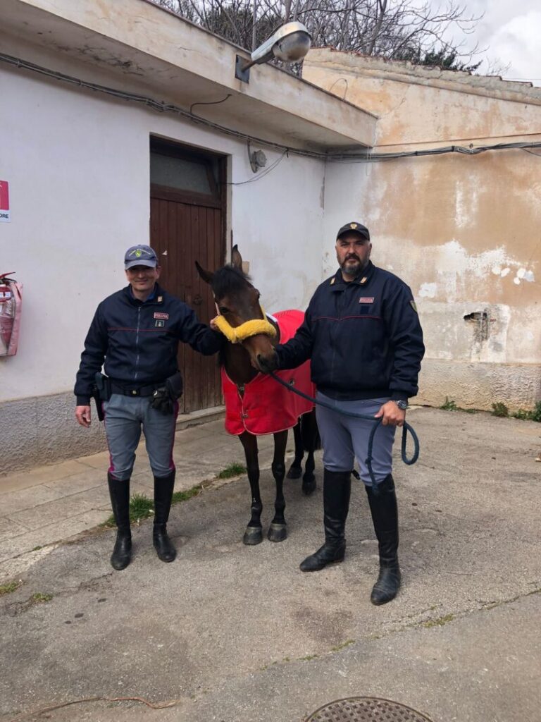 La Polizia interrompe una corsa clandestina di calessi in viale Regione Siciliana