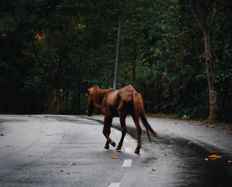 Paura sulla A20: cavallo in contromano semina il panico tra gli automobilisti