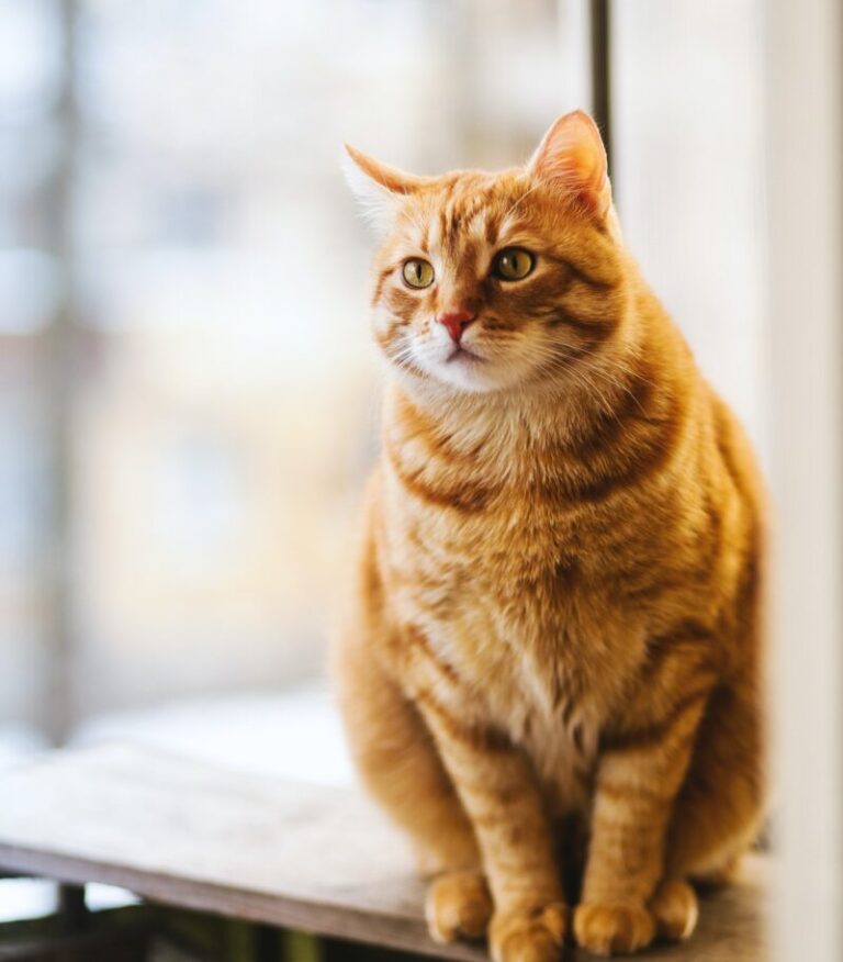 Passa vicino ad una candela e il suo pelo prende a fuoco: gatto lanciato da una finestra del quarto piano