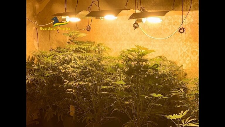 Guardia di Finanza: scoperta piantagione con oltre 14 chili di marijuana in casa a Ballarò LE FOTO