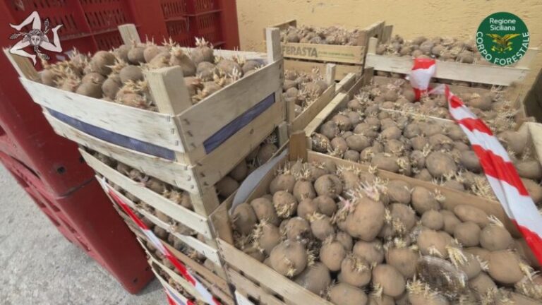 Smaltite 16 tonnellate di patate sequestrate dal Noras del Corpo Forestale della Regione Siciliana