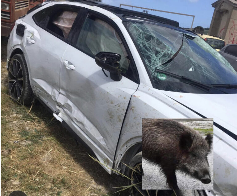 Cinghiali scendono a valle: tre incidenti sulla SS 113 tra Termini Imerese, Sciara e Cerda FOTO