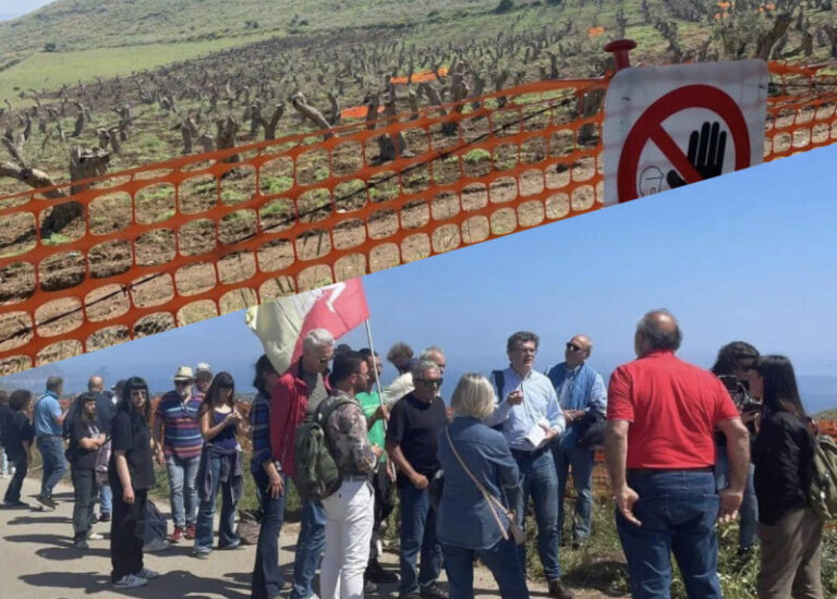 Sit in contrada Sant’Onofrio a Trabia: a Termini Imerese 1600 ulivi abbattuti per il Thyrrenian link FOTO