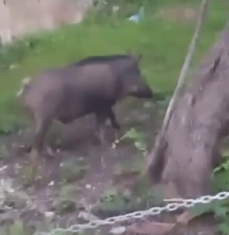 I cinghiali come i turisti a passeggio a Cefalù VIDEO