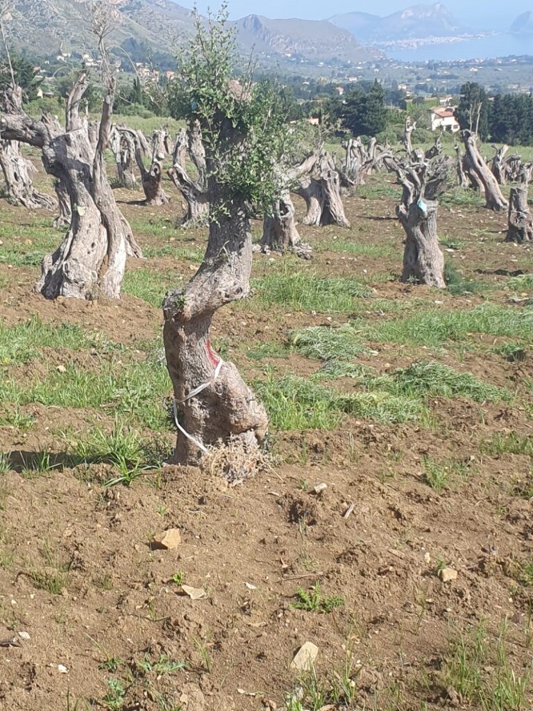 Terna, Tyrrhenian link est: terminato il reimpianto degli olivi a Termini Imerese LE FOTO