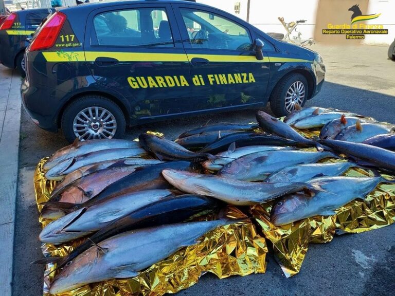 Guardia di Finanza: maxi sequestro di ricciole in area marina protetta