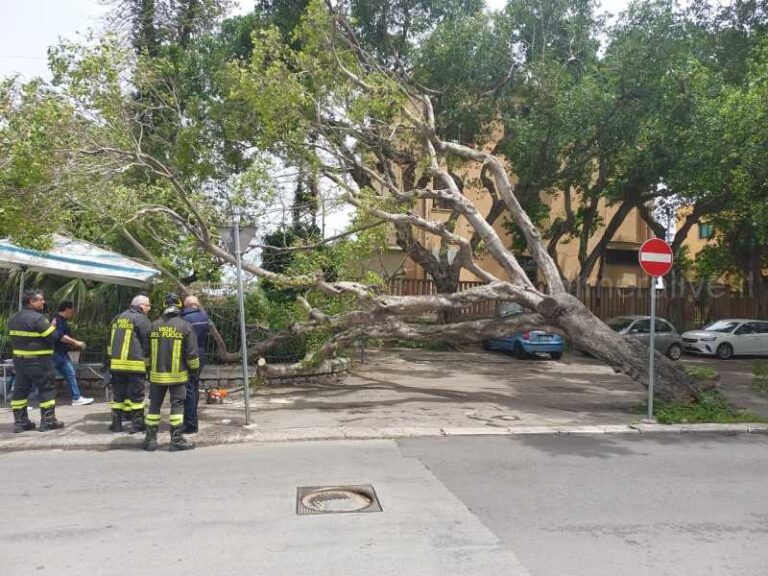 Paura a Termini Imerese: albero cade per il forte vento di scirocco LE FOTO