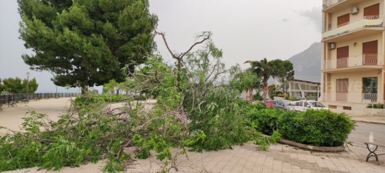 Forte vento a Termini Imerese: albero si abbatte al Belvedere LE FOTO