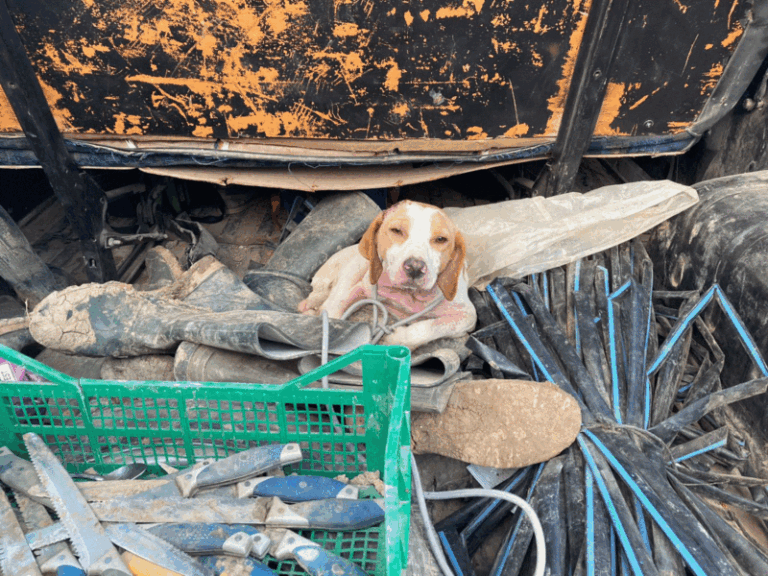 Per disfarsene sferra un calcio al cane procurandogli un trauma cranico, al via il processo