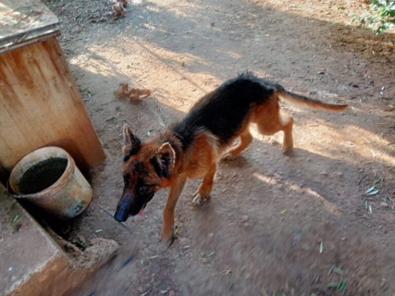 Termini Imerese: ritrovati tre cani in gravi condizioni FOTO E VIDEO