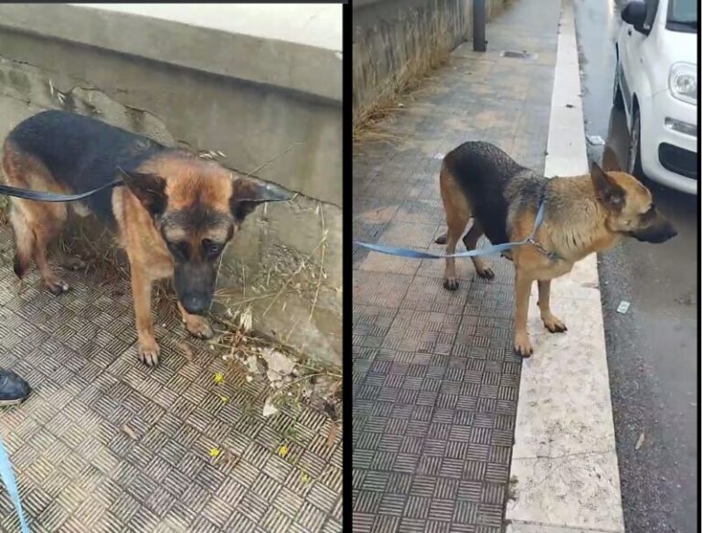 Termini Imerese: recuperati i due pastori tedeschi in giro per la città IL VIDEO APPELLO