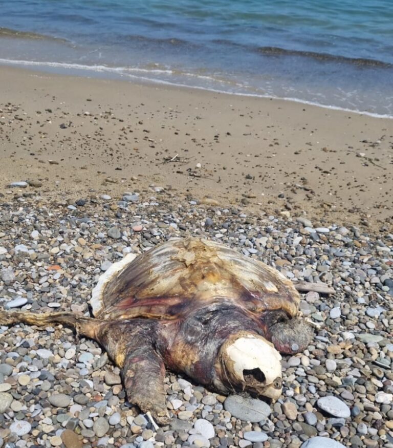 Termini Imerese: ritrovata ennesima carcassa di tartaruga sul litorale dell’area industriale