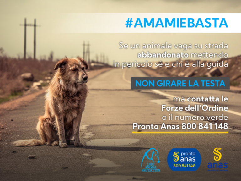 Anas: al via la campagna contro l’abbandono di animali e incidenti stradali