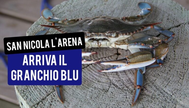 San Nicola l’Arena: esemplari di granchio blu nel porto FOTO