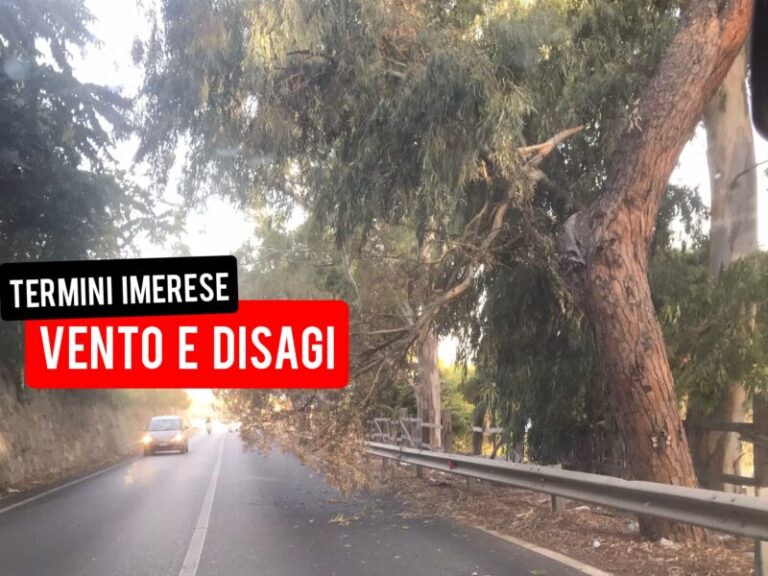 Vento di scirocco a Termini Imerese: albero si abbatte sulla SS 113 in contrada San Cosimo