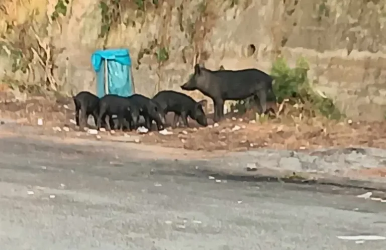 Cinghiali selvatici avvistati nei pressi dello svincolo di Cefalù