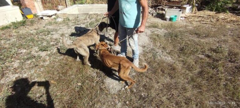 Termini Imerese: ritrovati in contrada Mulinelli due cani legati sopravvissuti agli incendi FOTO E VIDEO