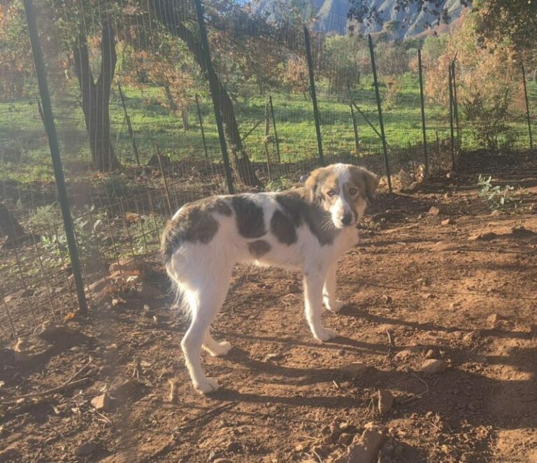 Termini Imerese: abbandonato un cane legato ad una catena, vivo per miracolo FOTO E VIDEO