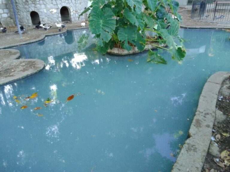 Termini Imerese: oche e anatre nel degrado alla villa Palmeri FOTO