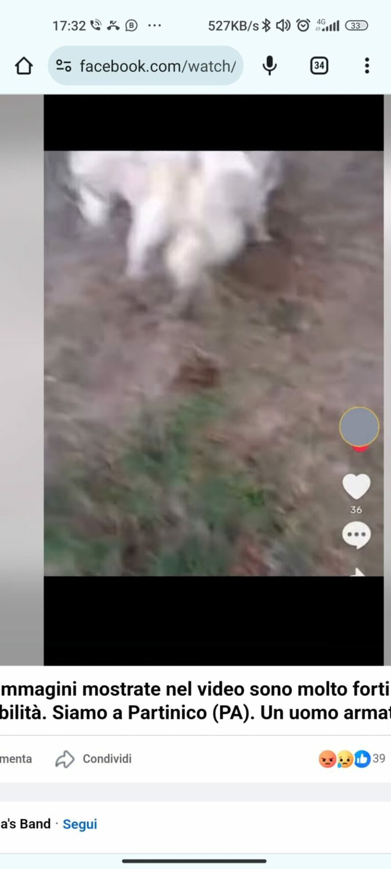 Uomo di Partinico spara a un gatto, lo fa sbranare dai cani e pubblica il video su TikTok VIDEO