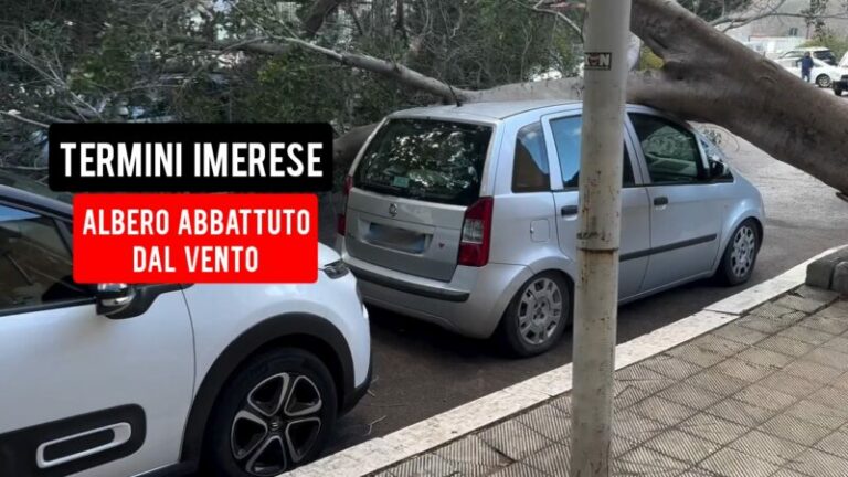 Termini Imerese: forte raffiche di vento, albero cade sulle macchine in sosta FOTO E VIDEO