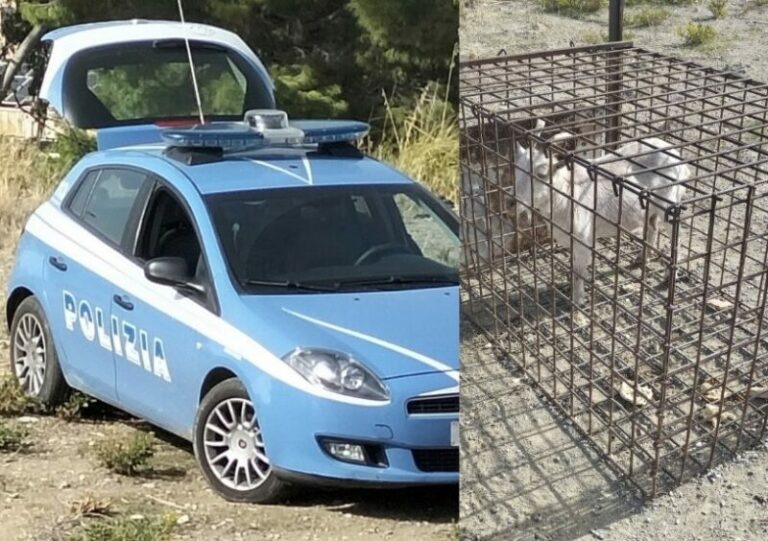 Termini Imerese: Polizia salva una capretta intrappolata in una pericolosa gabbia