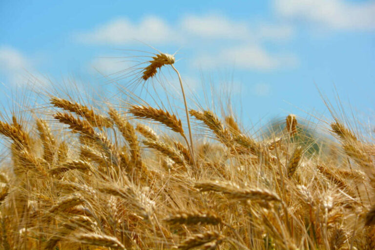 Il Gal Isc Madonie tra i soci costitutori del distretto cereali di Sicilia