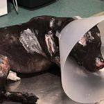 Morte cane Aron a Palermo: divieto per l’aggressore di possedere animali