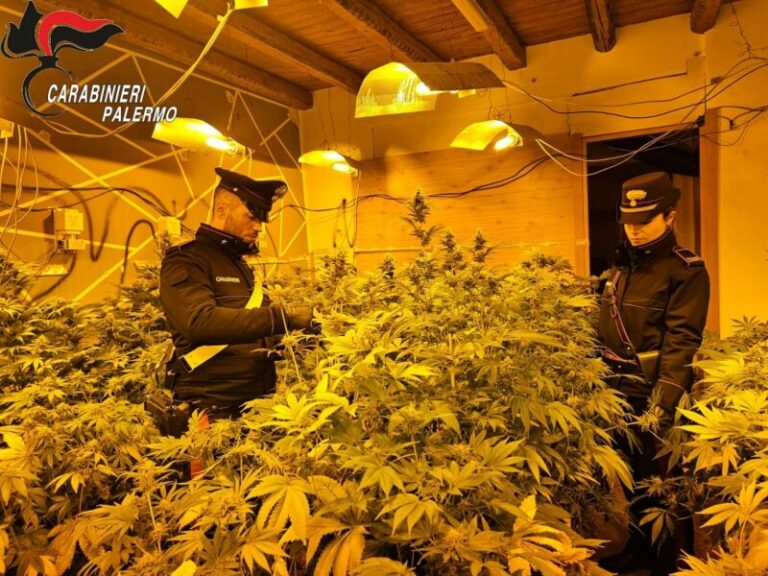 Scoperta dai carabinieri una coltivazione di cannabis: due arresti in provincia di Palermo