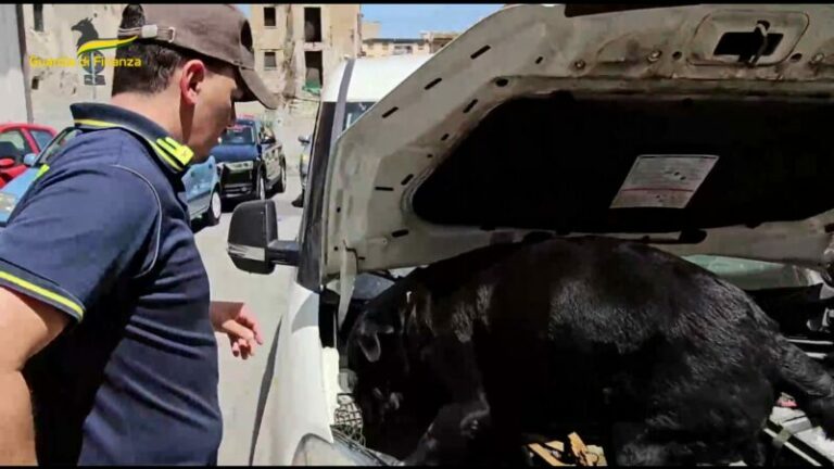 Guardia di Finanza: sequestrati 3.5 kg di cocaina ed arrestato pericoloso latitante in viale Regione Siciliana VIDEO