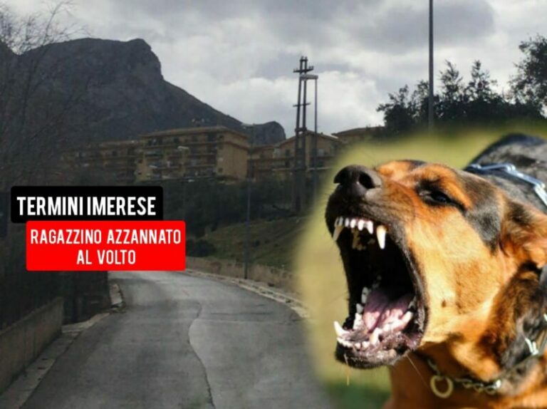 Momenti di paura a Termini Imerese in via Navarra: cani azzannano bambino al volto