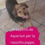 Termini Imerese: una raccolta di cibo da Acquarium per sostenere i cani abbandonati in città