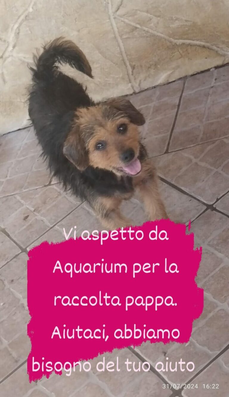 Termini Imerese: una raccolta di cibo da Acquarium per sostenere i cani abbandonati in città