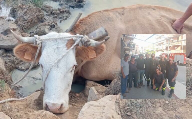 Montemaggiore Belsito: salvata una mucca nella riserva naturale Favara-Granza FOTO