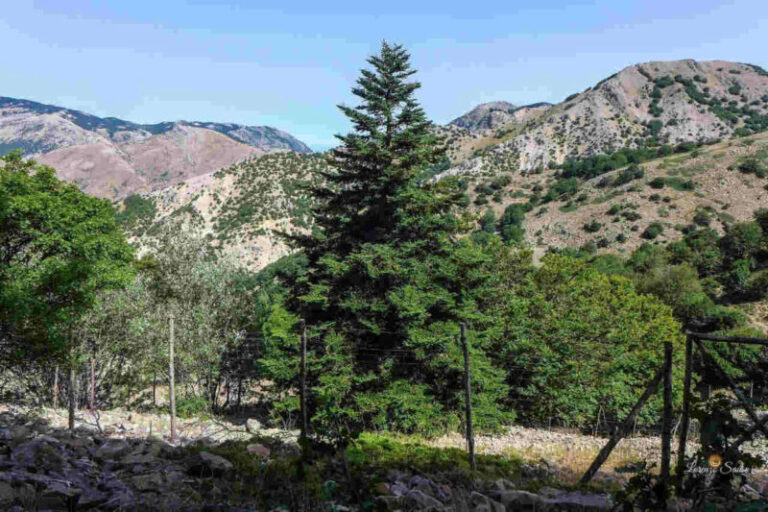 Parco delle Madonie: proseguono le operazioni di contenimento degli ungulati selvatici