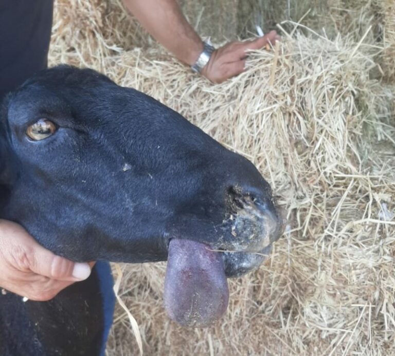 Emergenza “Blue Tongue” negli allevamenti siciliani: “Urgente campagna di prevenzione e ristori agli allevatori”